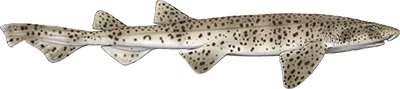 Nursehound © Marc Dando