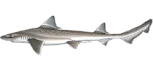 Smoothhounds
