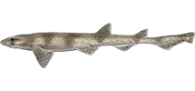 Smallspotted Catshark