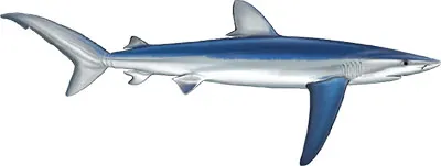 Blue Shark © Marc Dando