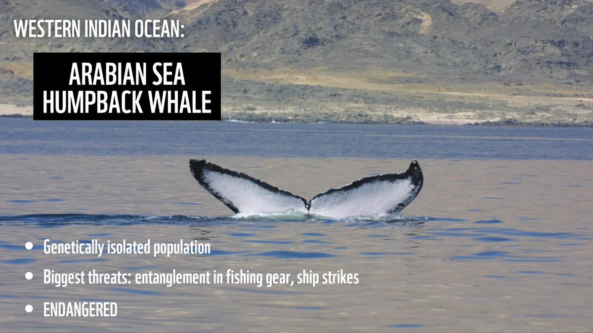 #Arabian Sea remains a very important fishing ground and has a high fishing effort with #gillnets, we need to ramp up our efforts to help develop robust and realistic mitigation measures and support transition of GNs to other gear #whales #bycatch #NoLimitsNoFuture