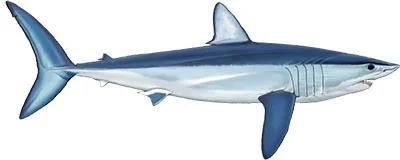 Shortfin Mako © Marc Dando