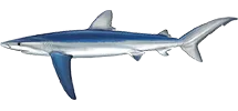 Blue Shark