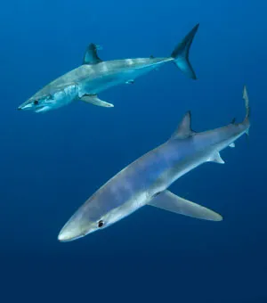 Blue Shark & Shortfin Mako © Andy Murch. Blue Shark & Shortfin Mako © Andy Murch.