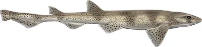Smallspotted Catshark © Marc Dando