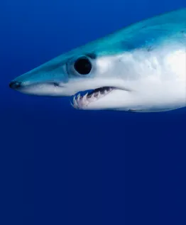 Shortfin Mako © Charles Hood