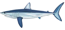 Shortfin Mako