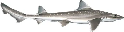Starry Smoothhound © Marc Dando